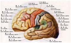 腦萎縮能活多久？